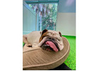 All Dogs Rock | West Palm’s #1 Pet Paradise!
