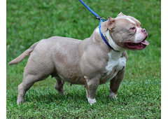 American Bully and American Pitbull Terrier Puppies for sale
